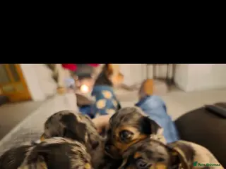 Mixed Breed dogs Miniature Dapple Dachshund X Miniature Chorky - Advert 2