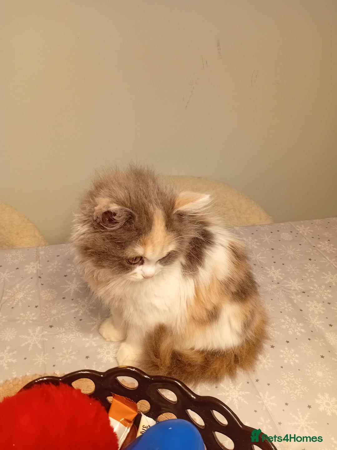 Mixed Breed cats for sale: Milky ,oreo - Advert 9