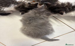 Domestic Shorthair cats for sale: 2 princes an 2 princess kittens  - Image 29