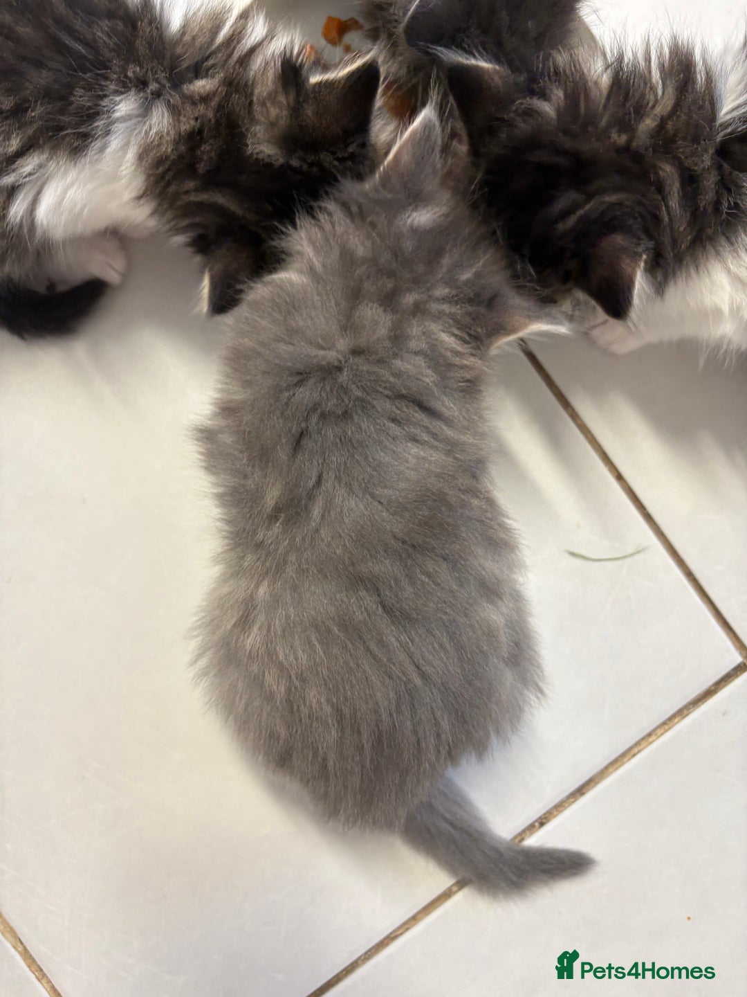 Domestic Shorthair cats for sale: 2 princes an 2 princess kittens  - Image 29