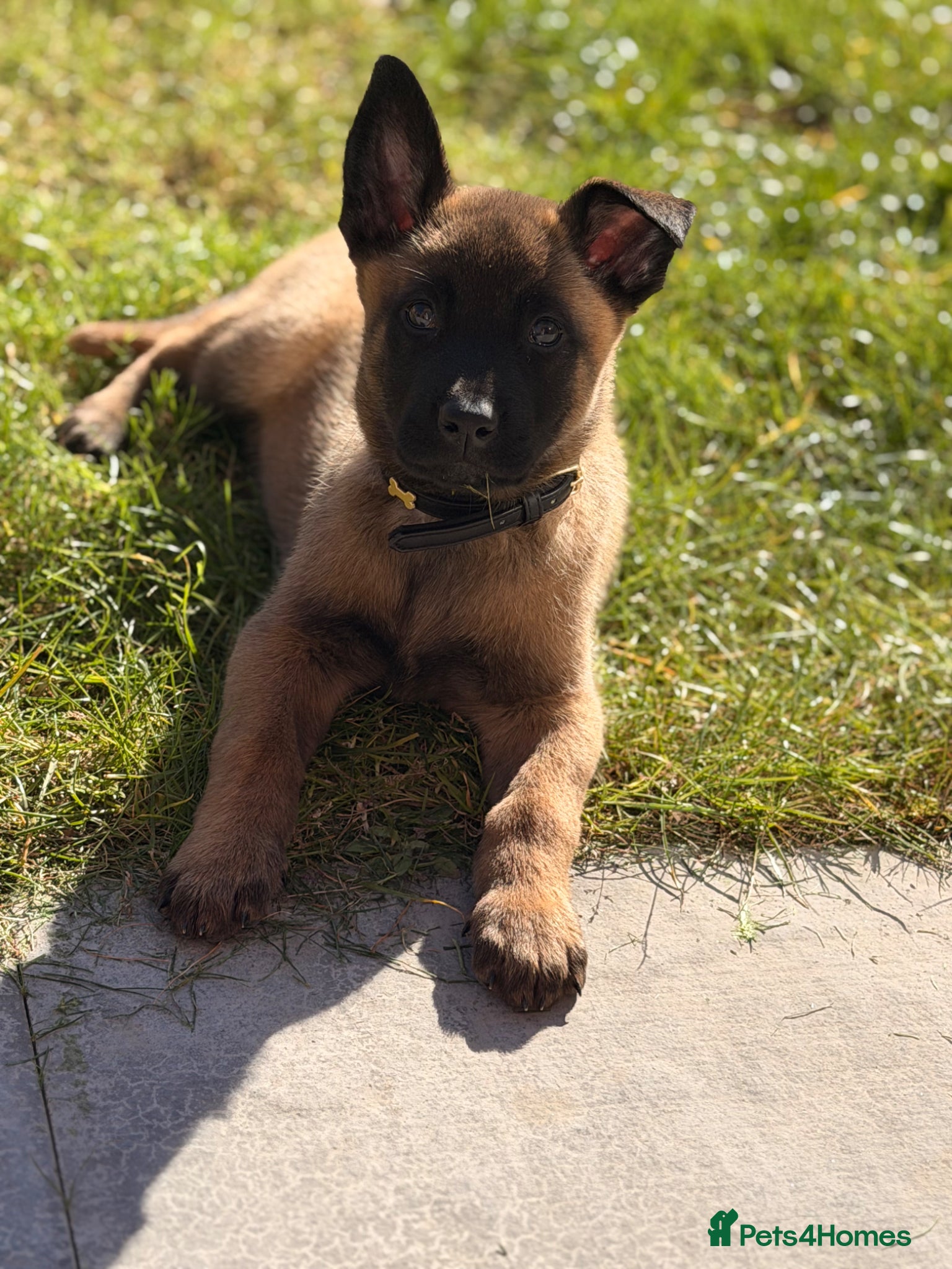 Belgian Shepherd Dog dogs Female Malinois Puppy - Advert 1