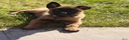 Belgian Shepherd Dog dogs for sale: Female Malinois Puppy - Advert 1