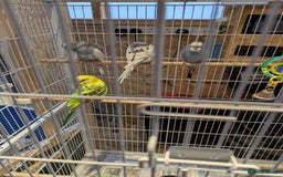 Budgerigars birds for sale: Budgies - Image 2