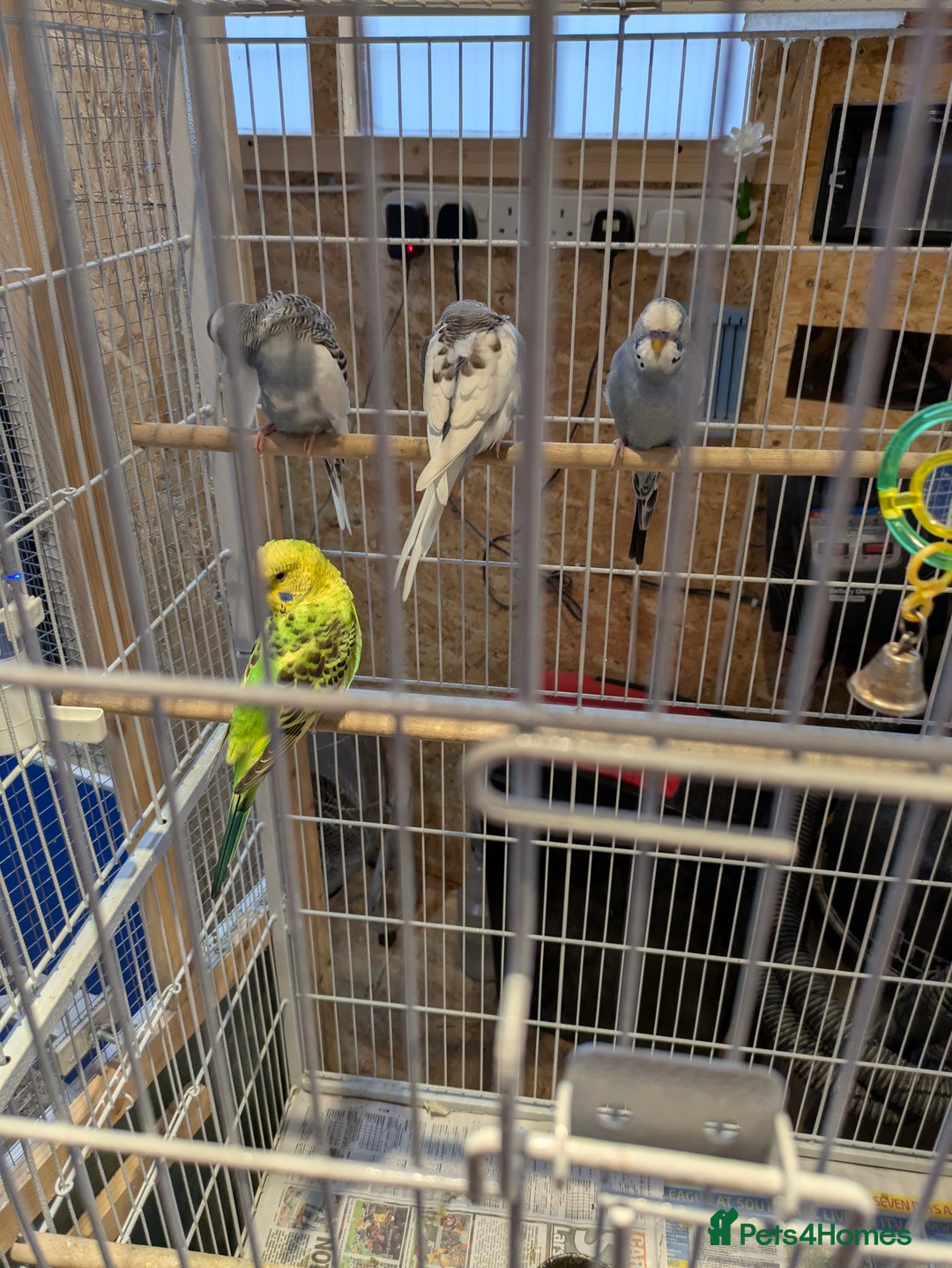 Budgerigars birds for sale: Budgies - Image 2