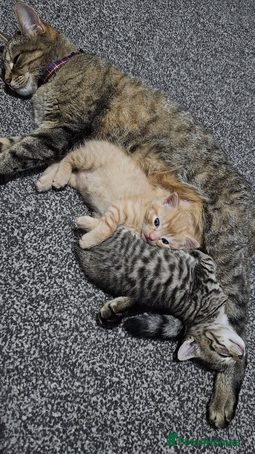 Bengal cats for sale: Beautiful Kittens for Sale - Image 5
