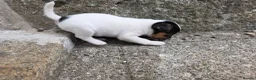 Jack Russell dogs for sale: Jack russell puppies in Newton Stewart - Advert 11
