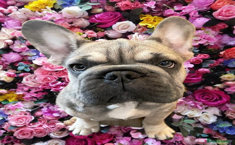 French Bulldog dogs - Advert 2
