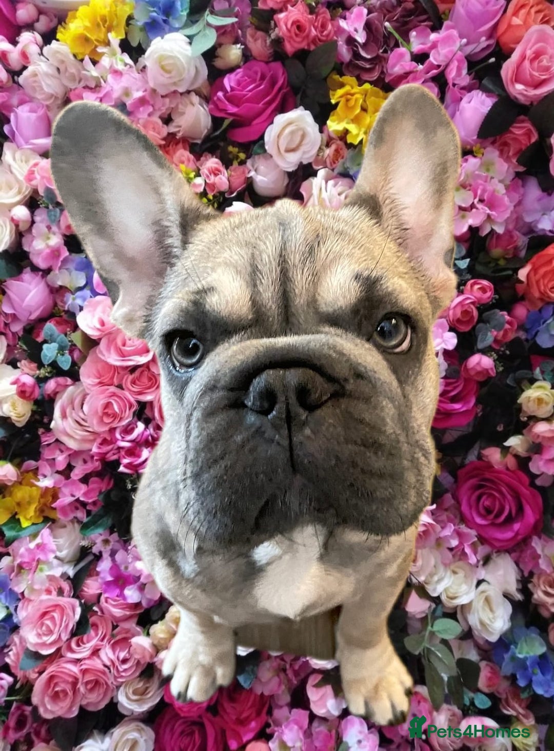 French Bulldog dogs for sale: Special Home wanted for Petal the Frenchie - Image 1