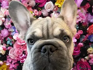 French Bulldog dogs Special Home wanted for Petal the Frenchie - Advert 5