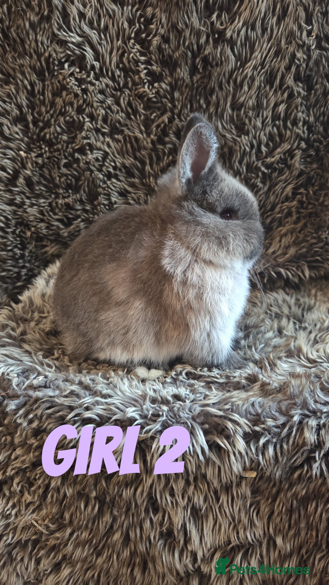 Netherland Dwarf rabbits for sale: Baby Netherland Dwarfs  - Advert 2