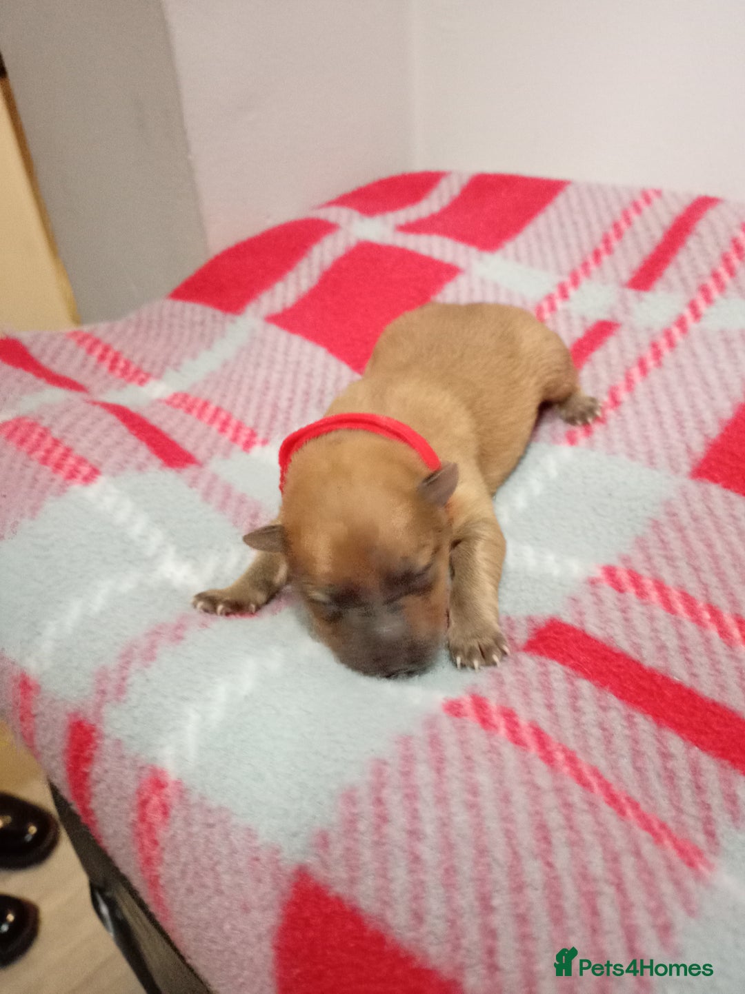 Mixed Breed dogs for sale: Pom-Heavy Pomeranian Puppies 6 Boys & 1 Girl - Advert 5