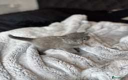 British Shorthair cats for sale: Our beautiful cute shorthair blue kittens - Image 22