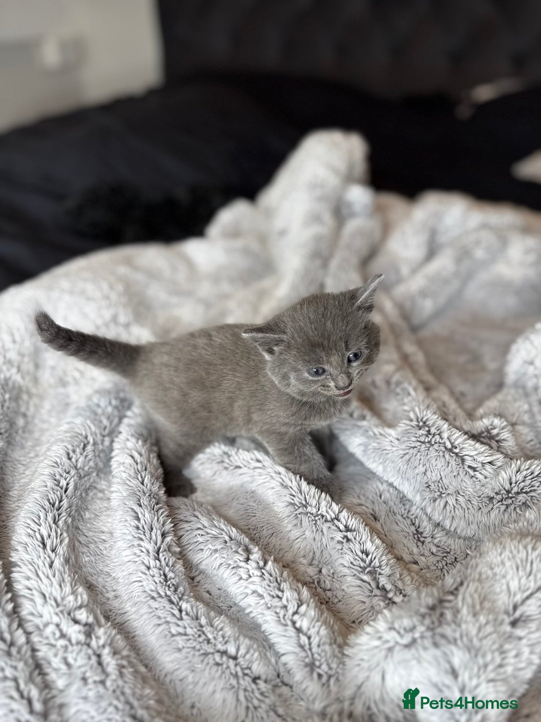 British Shorthair cats for sale: Our beautiful cute shorthair blue kittens - Image 22
