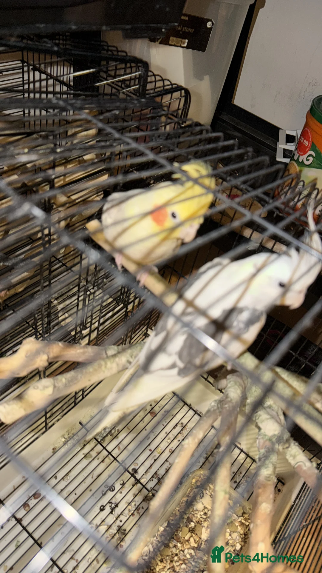 Cockatiels birds for sale: Cockatiel - Advert 1