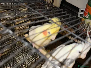 Cockatiels birds Cockatiel - Advert 9
