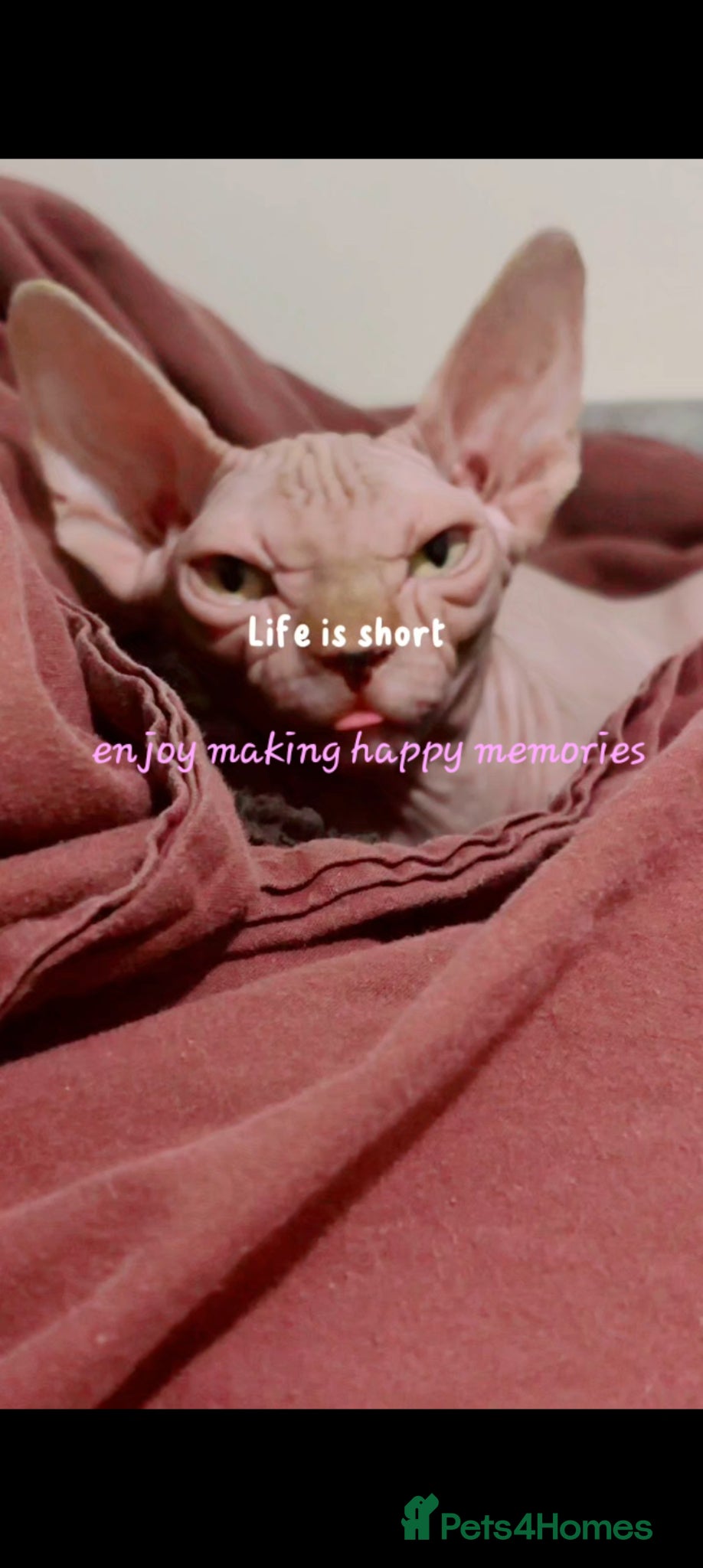 Sphynx cats X2 spayed female spynhx sisters  - Advert 5