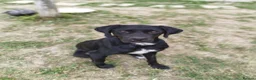 Pointer dogs for adoption: Donna – Beautiful English Pointer Cross - Advert 10