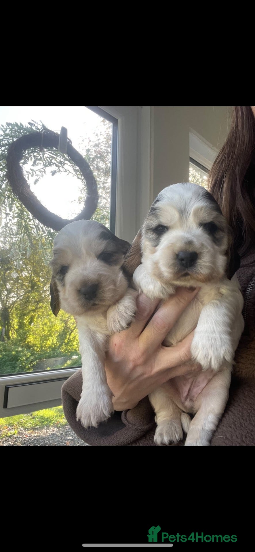 Cocker Spaniel dogs 🤎 KC show cocker spaniels 🤎 - Advert 2