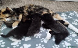 Maine Coon cats for sale: Maine Coon Kittens - Fluffy Chaos Incoming - Image 14