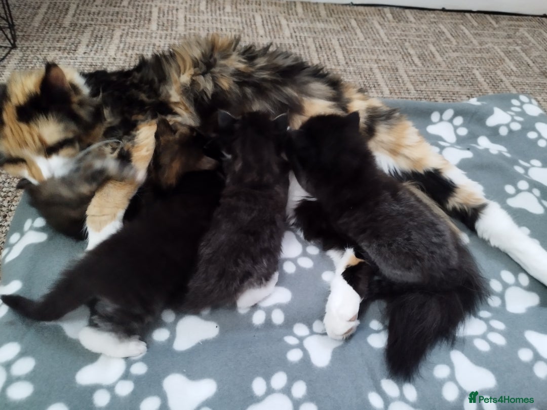 Maine Coon cats for sale: Maine Coon Kittens - Fluffy Chaos Incoming - Image 14