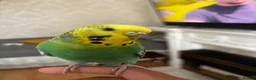 Budgerigars birds for sale: A lovely tamed female budgie NO CAGE INCUDED in Rochdale - Advert 3