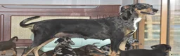 Mixed Breed dogs for sale: Unique hybrid dobermann puppies - Advert 3