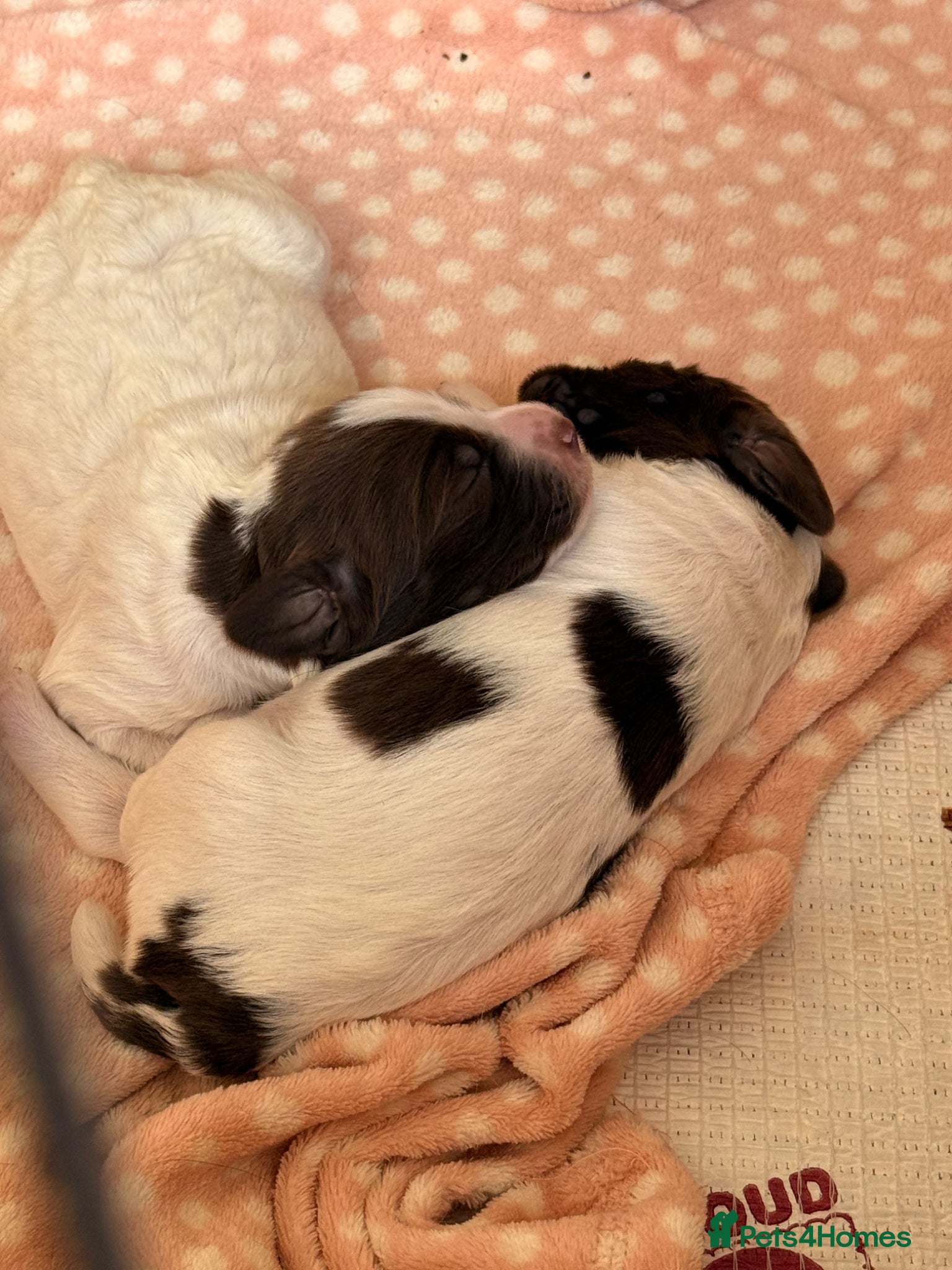 English Springer Spaniel dogs KC Springer spaniel puppies  - Advert 14