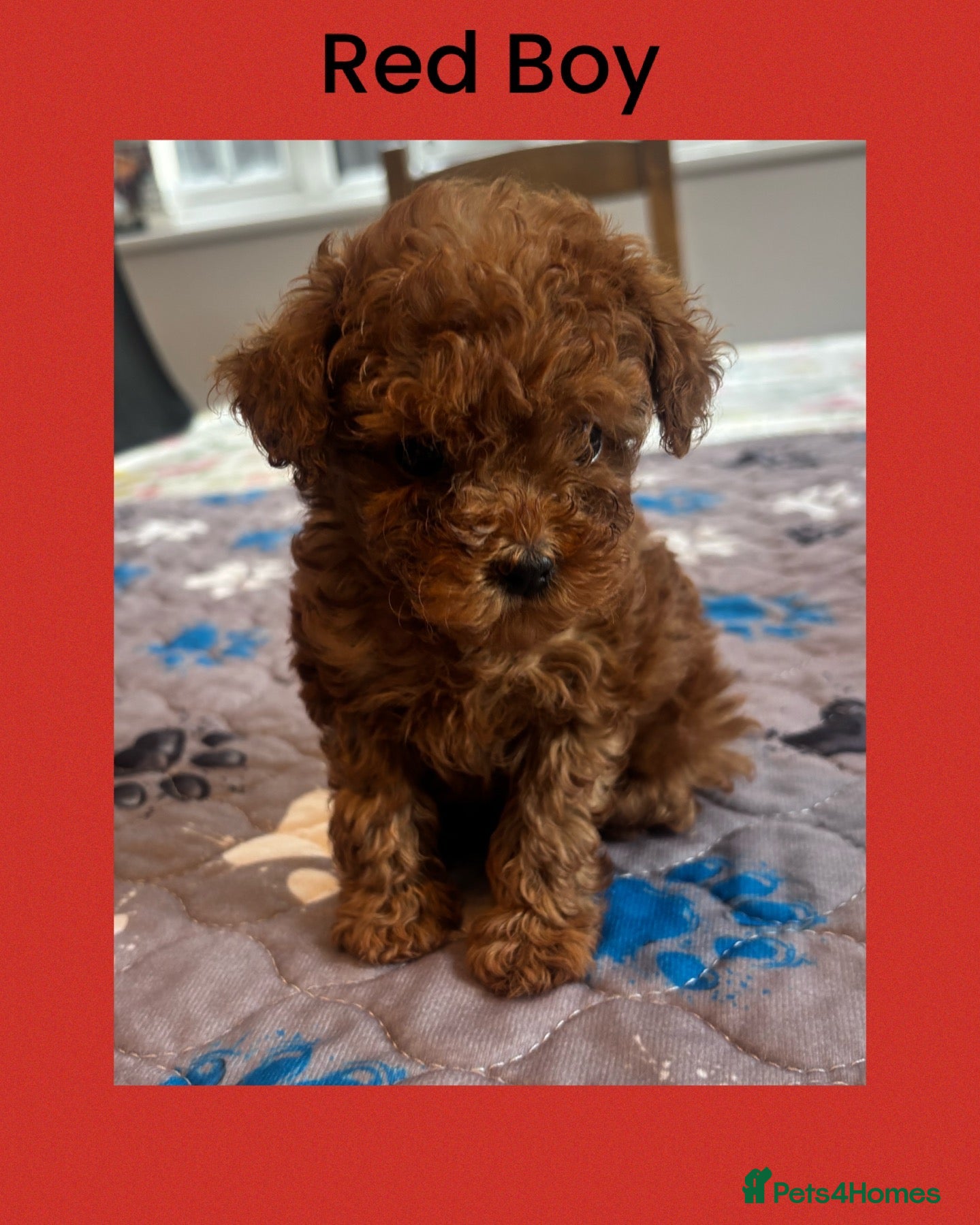 Toy Poodle dogs Tiny Toy ×Asian Poodle Puppies Ready 21/09/26 - Advert 20