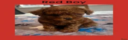 Toy Poodle dogs for sale: Last Tiny Toy×Asian Poodle Puppy Ready 21/09/26 - Advert 5