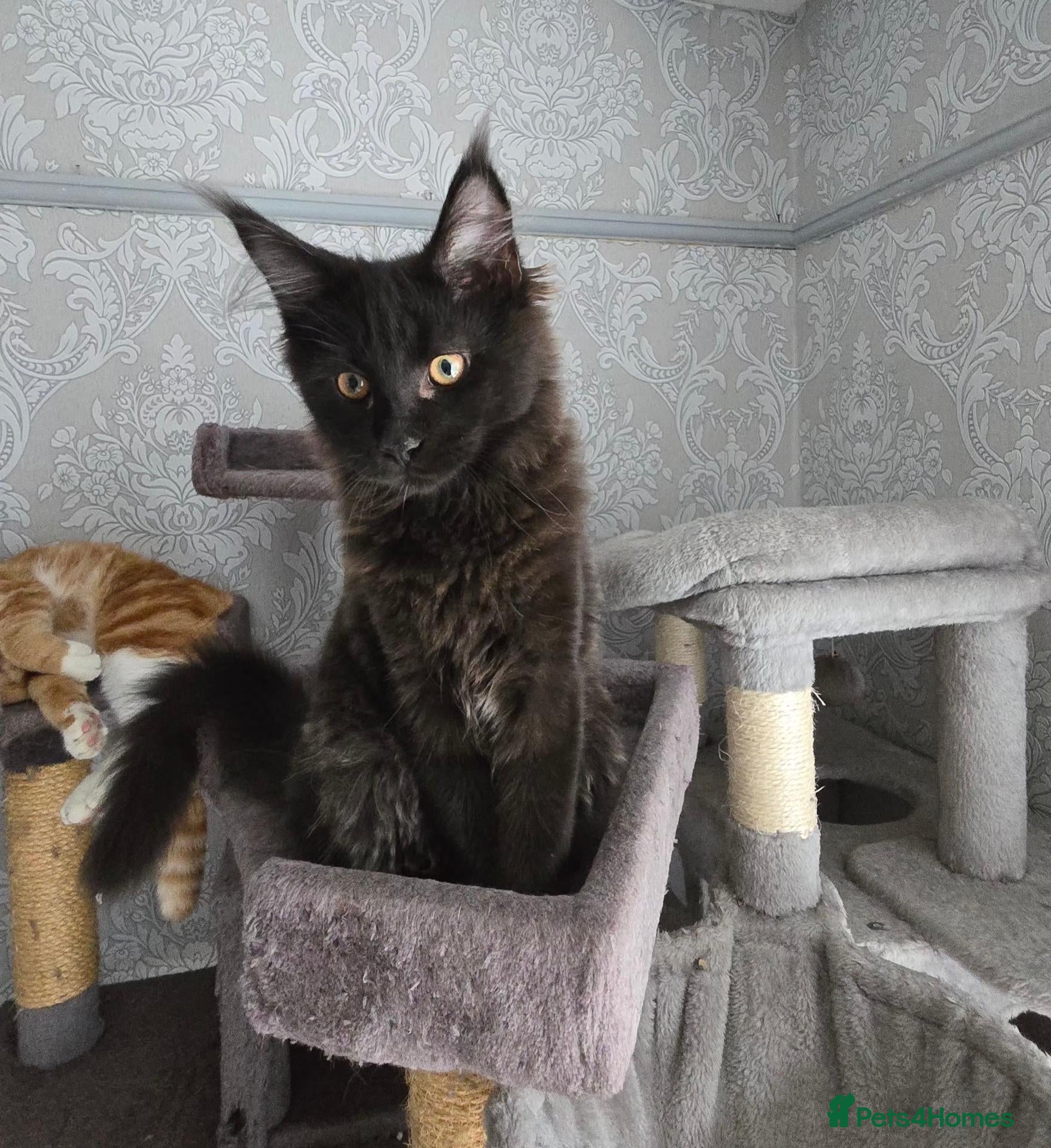 Maine Coon cats ❤️ Little Gentle Giants 🐾 - Advert 2