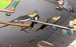 Cockatiels birds for sale: Cockatiels budgies and kakarikis for sale  - Image 6