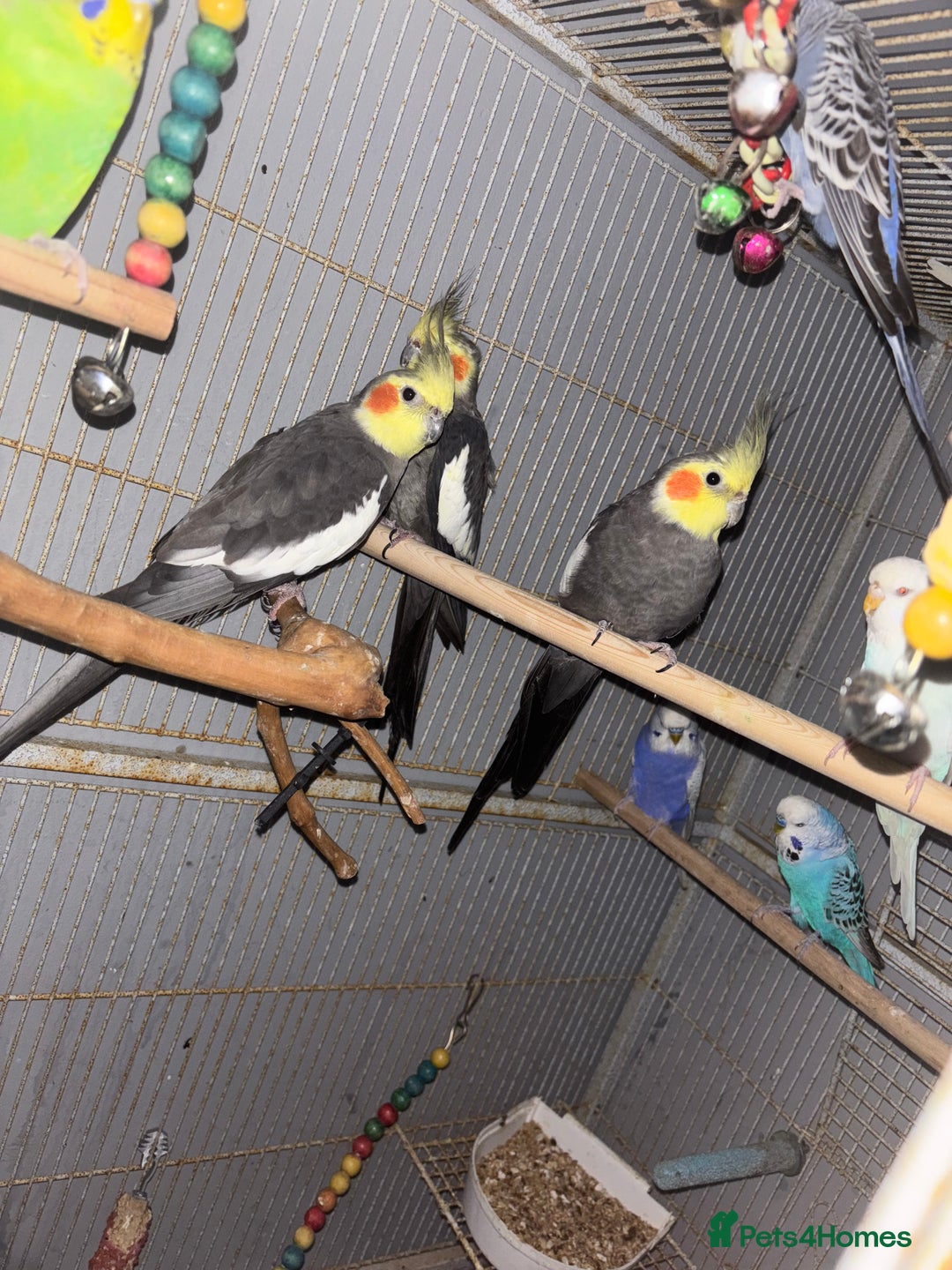 Cockatiels birds for sale: Cockatiels budgies and kakarikis for sale  - Image 6