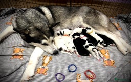 Mixed Breed dogs for sale: Siberian Husky cross Samoyed / Samusky - Image 1