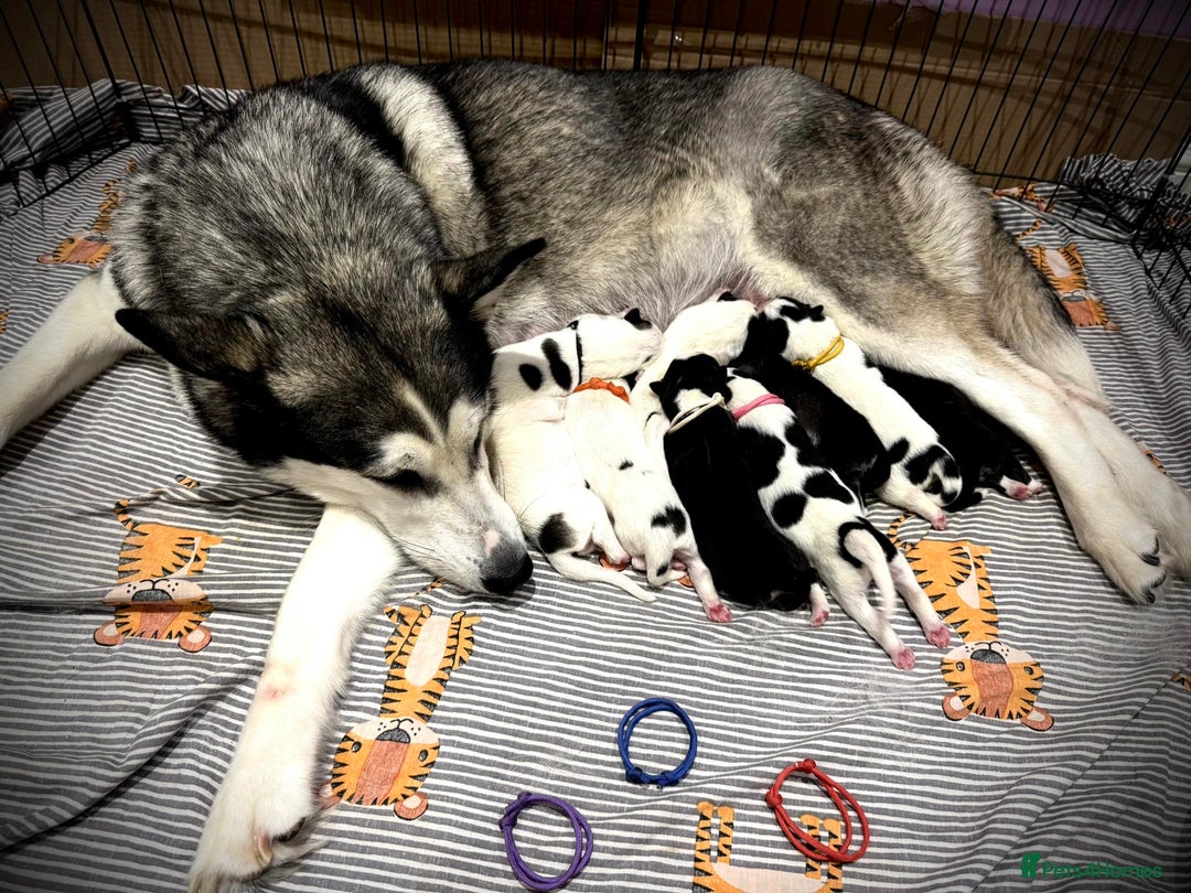 Mixed Breed dogs for sale: Siberian Husky cross Samoyed / Samusky - Image 1