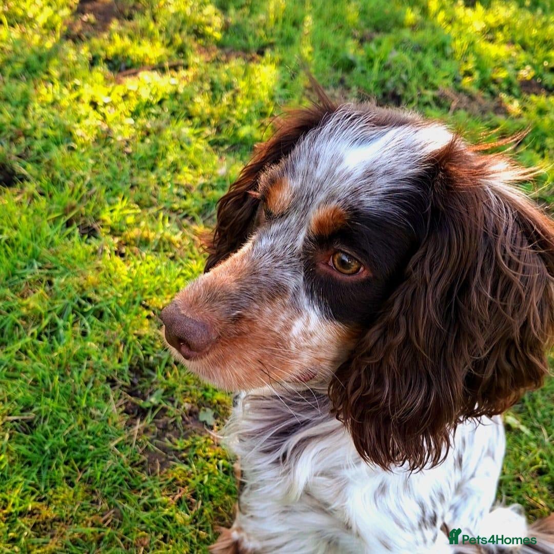Cocker Spaniel dogs 2 year old male cocker spaniel looking for home. - Advert 3