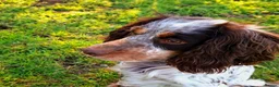 Cocker Spaniel dogs for sale: 2 year old male cocker spaniel looking for home. - Advert 1