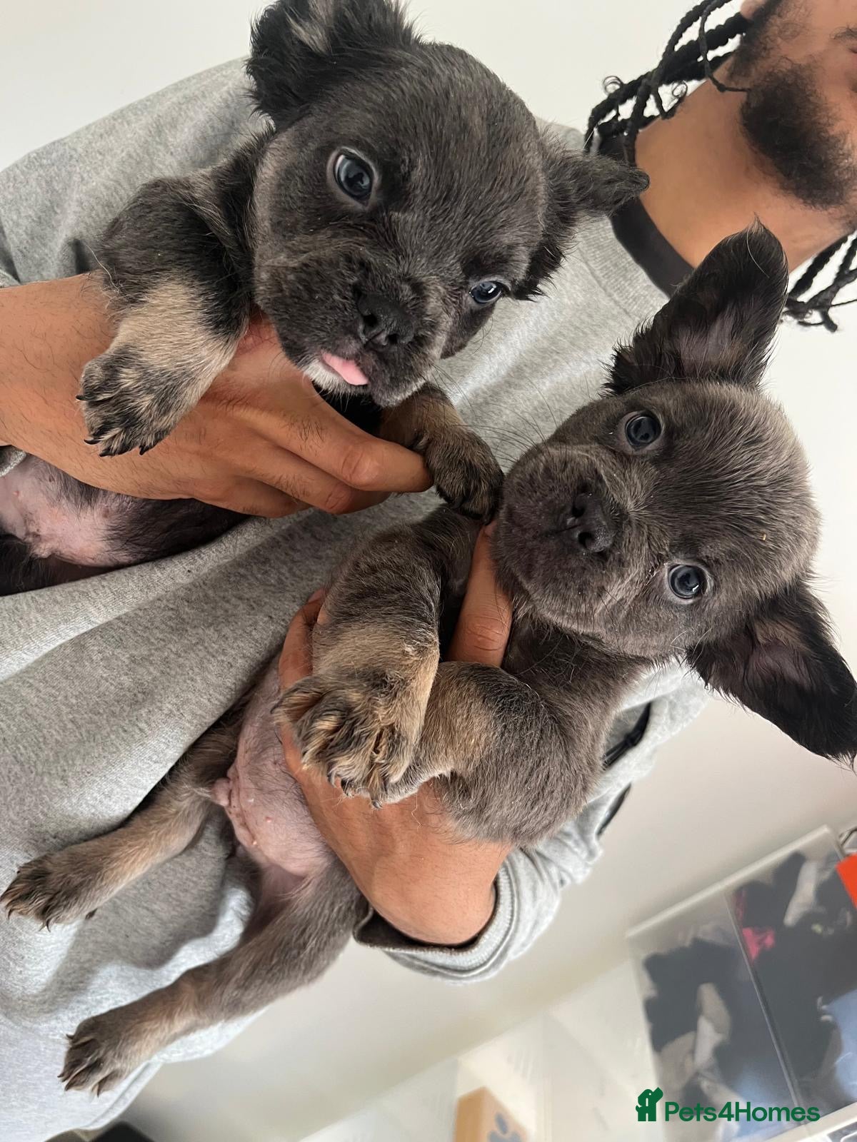 French Bulldog dogs for sale: French bulldogs for sale  - Advert 5