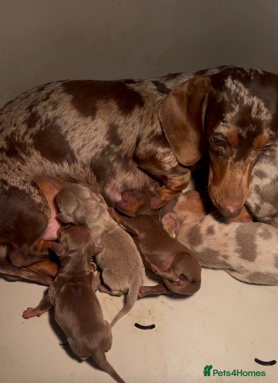 Dachshund dogs Miniature Dachshund Puppies  - Advert 4