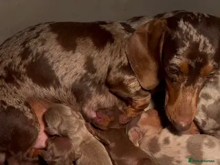 Dachshund dogs Miniature Dachshund Puppies - Advert 4