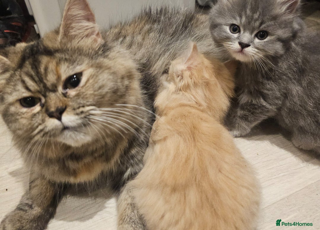Persian cats for sale: Persian Dollface Kittens  - Image 10