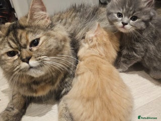 Persian cats - Advert 4