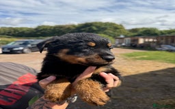 Rottweiler dogs for sale: beautiful pedigree rottweilers  - Image 8
