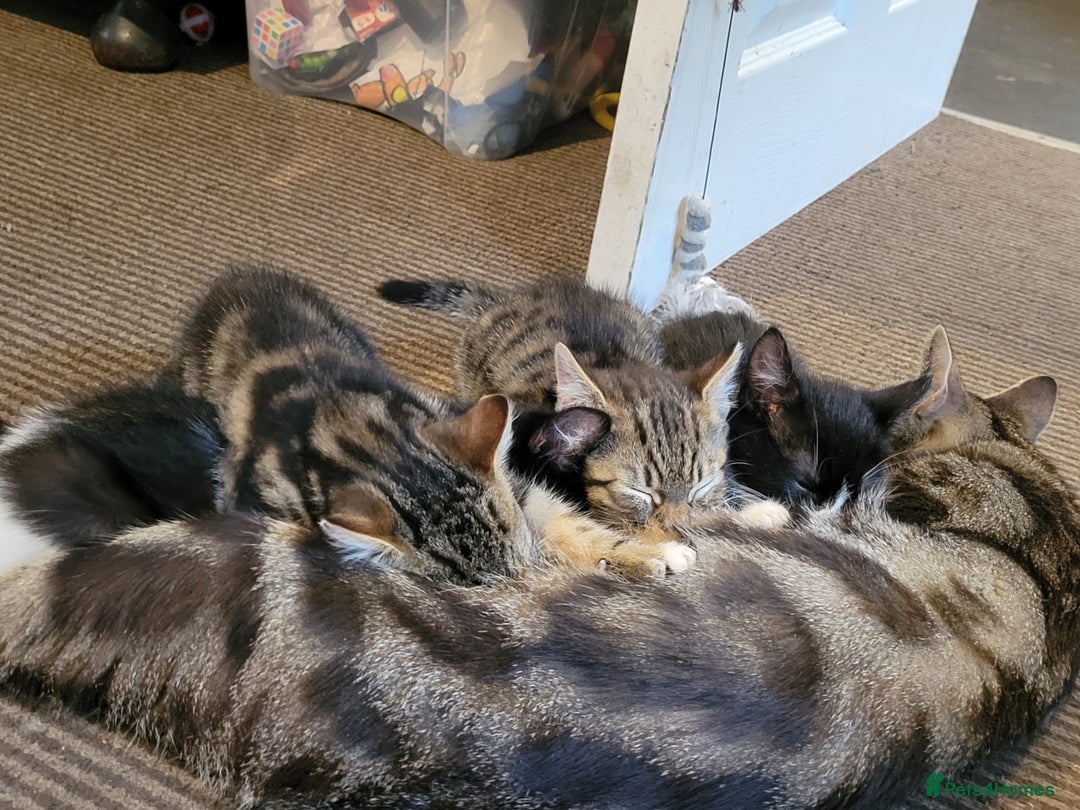 Bengal cats for sale: Bengal mix kittens - Image 3