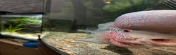 Cichlids fish for sale: Red dragon Flowerhorn with 450litre tank and fx6 - Advert 2