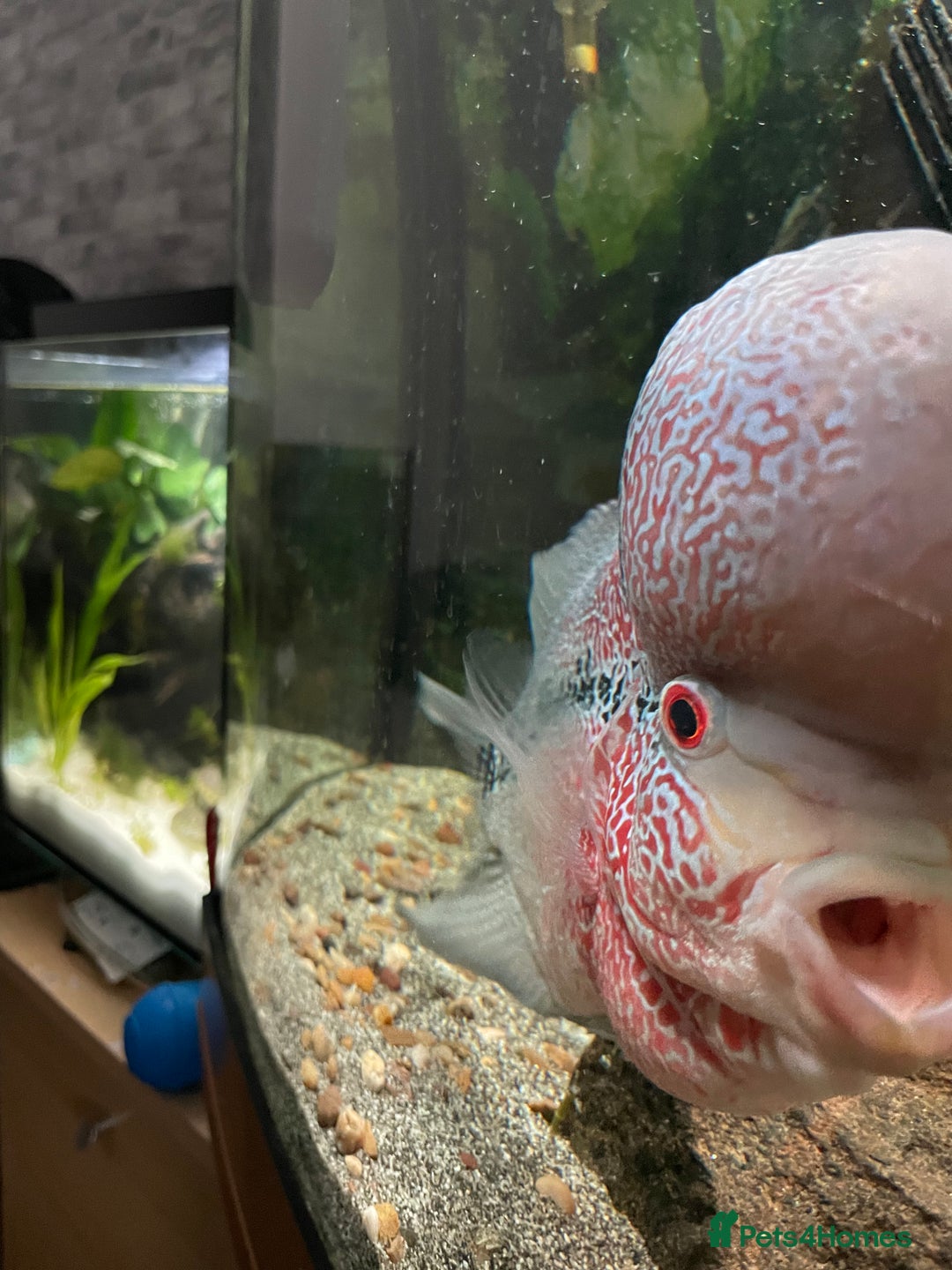Cichlids fish for sale: Red dragon Flowerhorn  - Image 2