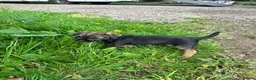 Border Terrier dogs for sale: Border terrier puppies - Advert 13