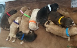 Cocker Spaniel dogs for sale: Stunning KC show cocker spaniels  - Image 1