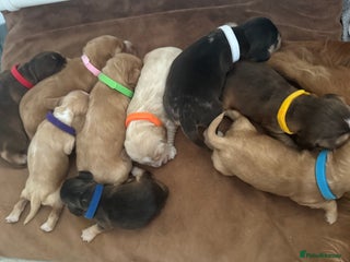 Cocker Spaniel dogs - Advert 5