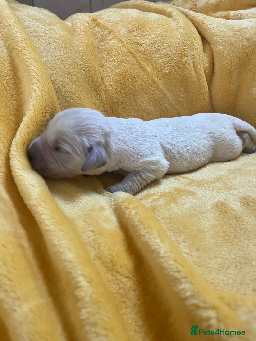 Golden Retriever dogs for sale: Exceptional Golden retriever puppies - Image 10