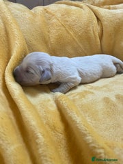Golden Retriever Puppy 4